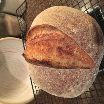 Adaline Whole wheat first overview