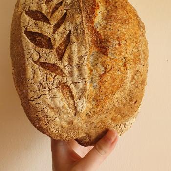 Aloy Lemon and Poppy seed loaf first overview