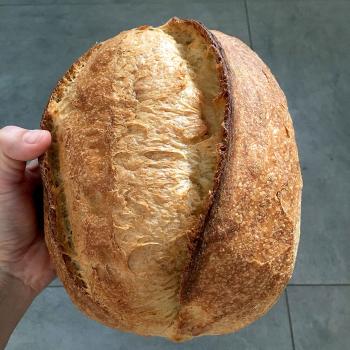 Autumn Panettone, durum wheat sourdough, spelt sourdough, durum wheat sourdough second overview