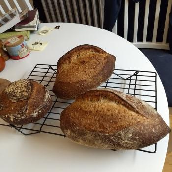 Evanston Levain Hamelman's 5-Grain Levain first overview