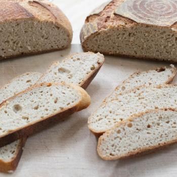 glutenfree teff  second overview