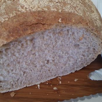 High Altitude with Attitude, born September 28, 2019 Sourdough Wheat Boule first slice