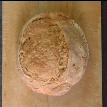 Jora de Jucat Pan de chicha de Jucat first overview