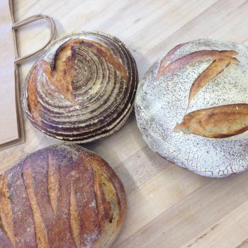 MacPike Family Starter Sourdough Boules first overview