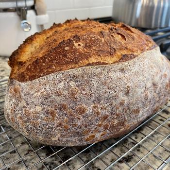 Sophie Bread first overview