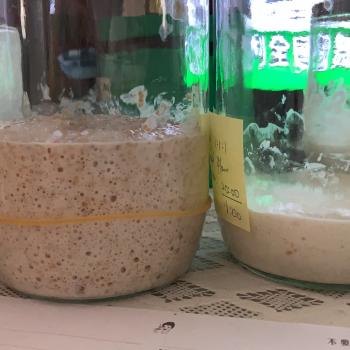 AW project levain recipe