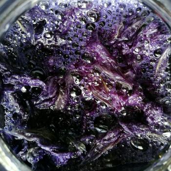 Butterfly Pea top shot