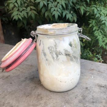 La Chilean Frenchie jar shot