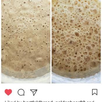 Octo recipe