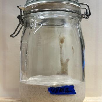 Old Sally recipe