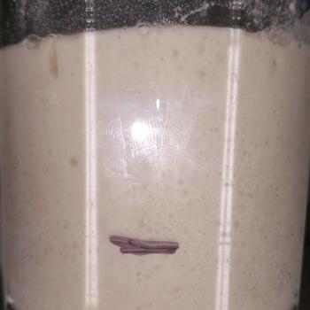 Onion Poppy Seed Sourdough recipe