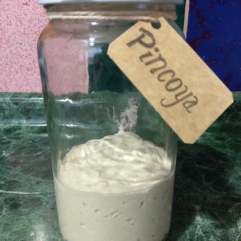 Pincoya recipe