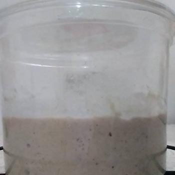 Puneri jar shot