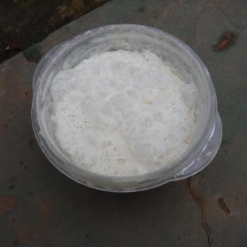 Sinchu Omar Starter jar shot