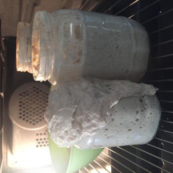 Tulin's recipe